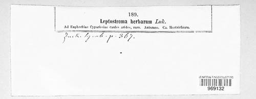 Leptostroma herbarum image